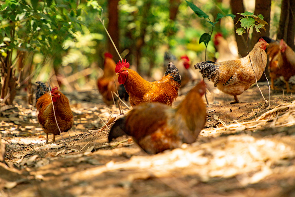 1678857355430030560.jpg 開放式養(yǎng)雞場 黃嘉標(biāo)攝.jpg